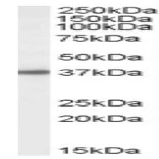 anti-3'(2'), 5'-Bisphosphate Nucleotidase 1 (BPNT1) (C-Term) antibody avatar