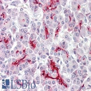 anti-Caudal Type Homeobox 2 (CDX2) (AA 1-60) antibody avatar