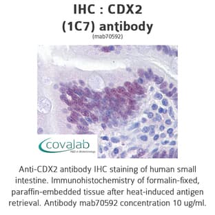 anti-Caudal Type Homeobox 2 (CDX2) (AA 1-314) antibody avatar