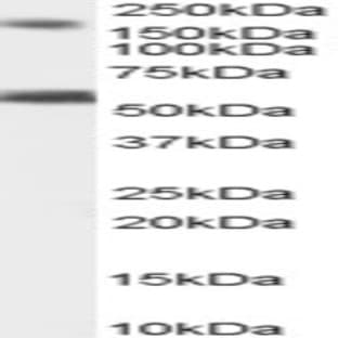 anti-BAI1-Associated Protein 2 (BAIAP2) (C-Term) antibody avatar