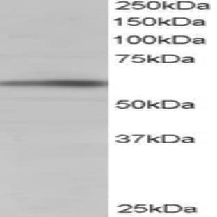 anti-BAI1-Associated Protein 2 (BAIAP2) (C-Term) antibody avatar