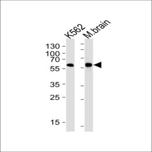 anti-BAI1-Associated Protein 2 (BAIAP2) (C-Term) antibody avatar