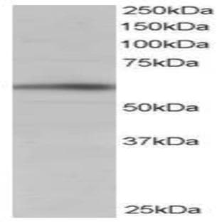 anti-BAI1-Associated Protein 2 (BAIAP2) (C-Term), (Isoform 1) antibody avatar