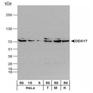 anti-DEAD (Asp-Glu-Ala-Asp) Box Polypeptide 17 (DDX17) (C-Term) antibody avatar