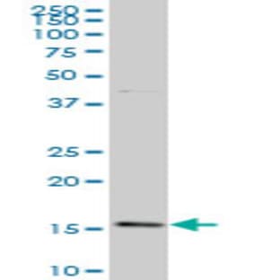 anti-BATF (AA 34-126) antibody avatar