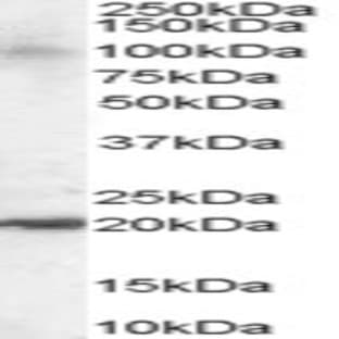 anti-ADP-Ribosylation-Like Factor 6 Interacting Protein 5 (Arl6ip5) (C-Term) antibody avatar