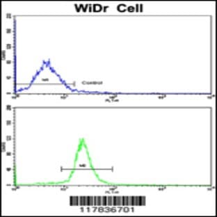 anti-Actin Related Protein 2/3 Complex, Subunit 1A, 41kDa (ARPC1A) (C-Term), (AA 286-315) antibody avatar