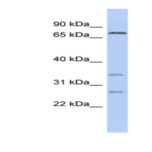 anti-Cholesterol Esterase (Middle Region) antibody avatar