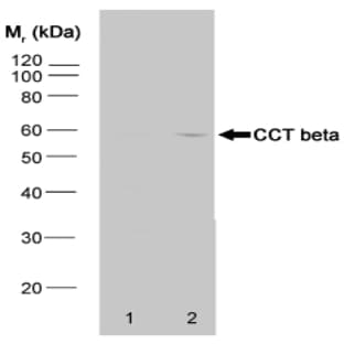 anti-Chaperonin Containing TCP1, Subunit 2 (Beta) (CCT2) antibody