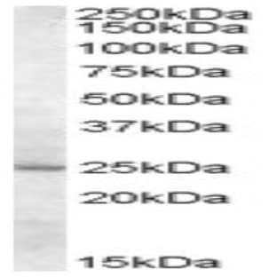 anti-5,10-Methenyltetrahydrofolate Synthetase (5-Formyltetrahydrofolate Cyclo-Ligase) (MTHFS) (Internal Region) antibody