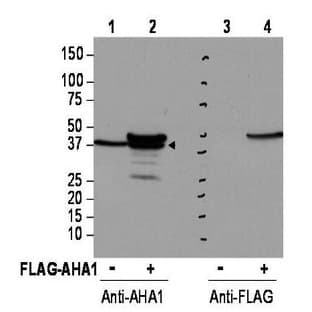 anti-AHA1, Activator of Heat Shock 90kDa Protein ATPase Homolog 1 (Yeast) (AHSA1) (Internal Region) antibody avatar