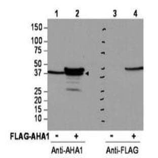 anti-AHA1, Activator of Heat Shock 90kDa Protein ATPase Homolog 1 (Yeast) (AHSA1) (Internal Region) antibody avatar