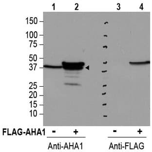 anti-AHA1, Activator of Heat Shock 90kDa Protein ATPase Homolog 1 (Yeast) (AHSA1) (Internal Region) antibody avatar