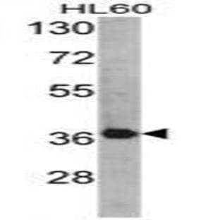 anti-AHA1, Activator of Heat Shock 90kDa Protein ATPase Homolog 1 (Yeast) (AHSA1) (N-Term) antibody avatar