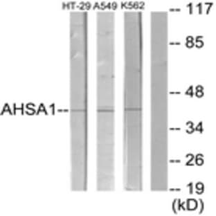 anti-AHA1, Activator of Heat Shock 90kDa Protein ATPase Homolog 1 (Yeast) (AHSA1) (AA 161-210) antibody avatar