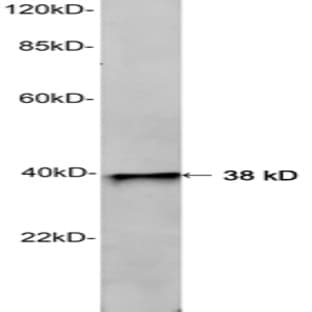 anti-AHA1, Activator of Heat Shock 90kDa Protein ATPase Homolog 1 (Yeast) (AHSA1) (C-Term) antibody avatar