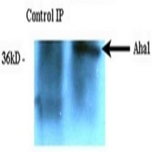 anti-AHA1, Activator of Heat Shock 90kDa Protein ATPase Homolog 1 (Yeast) (AHSA1) antibody avatar