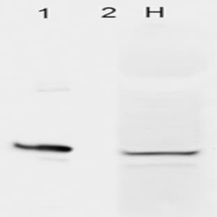 anti-AHA1, Activator of Heat Shock 90kDa Protein ATPase Homolog 1 (Yeast) (AHSA1) antibody avatar