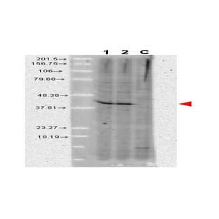 anti-AHA1, Activator of Heat Shock 90kDa Protein ATPase Homolog 1 (Yeast) (AHSA1) antibody avatar