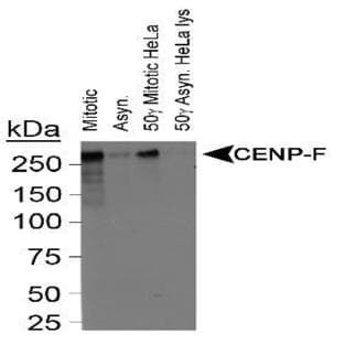 anti-Centromere Protein F (CENPF) (C-Term) antibody avatar