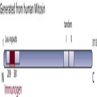 anti-Centromere Protein F (CENPF) (AA 209-381) antibody avatar