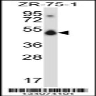 anti-CUGBP, Elav-Like Family Member 1 (CELF1) (N-Term), (AA 1-30) antibody avatar