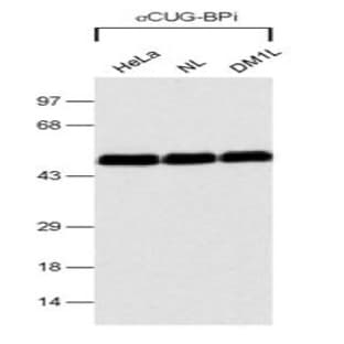 anti-CUGBP, Elav-Like Family Member 1 (CELF1) antibody avatar