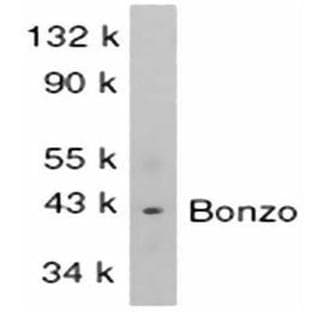 anti-Chemokine (C-X-C Motif) Receptor 6 (CXCR6) (AA 319-338) antibody avatar
