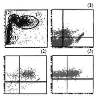 anti-CD226 Molecule (CD226) antibody avatar