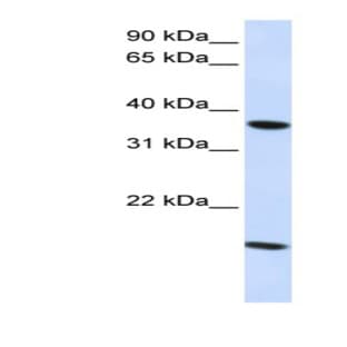 anti-Claudin 16 (CLDN16) (C-Term) antibody avatar