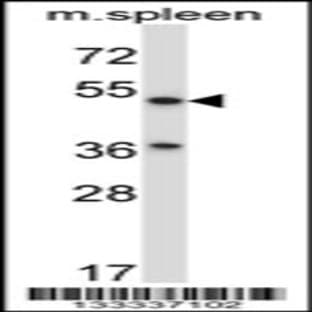 anti-Abhydrolase Domain Containing 3 (ABHD3) (C-Term), (AA 282-310) antibody avatar