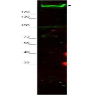 anti-Nestin (NES) (AA 1484-1500), (Internal Region) antibody