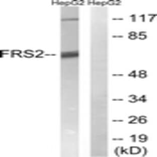 anti-Fibroblast Growth Factor Receptor Substrate 2 (FRS2) antibody avatar