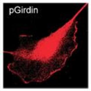 anti-Coiled-Coil Domain Containing 88A (CCDC88A) (pSer1416) antibody avatar