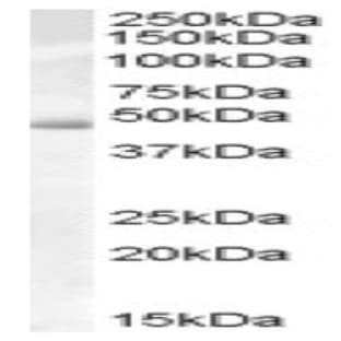 anti-Actin-Like 7b (Actl7b) (Internal Region) antibody avatar