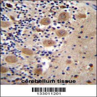 anti-AFG3 ATPase Family Gene 3-Like 2 (S. Cerevisiae) (AFG3L2) (N-Term), (AA 52-80) antibody avatar