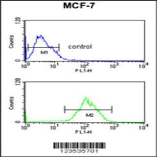 anti-Chromobox Homolog 1 (CBX1) (C-Term), (AA 128-155) antibody avatar