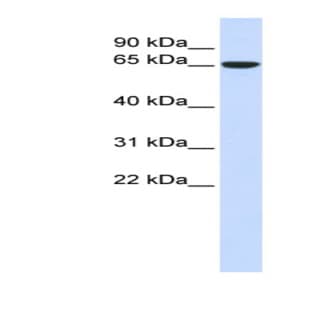anti-Cytoskeleton-Associated Protein 4 (CKAP4) (Middle Region) antibody avatar