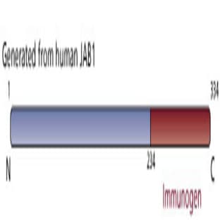anti-COP9 Constitutive Photomorphogenic Homolog Subunit 5 (Arabidopsis) (COPS5) (AA 234-334) antibody avatar