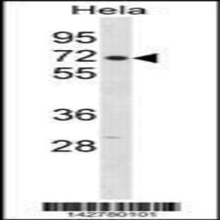 anti-Cleavage and Polyadenylation Specific Factor 6, 68kDa (CPSF6) (N-Term), (AA 23-51) antibody avatar
