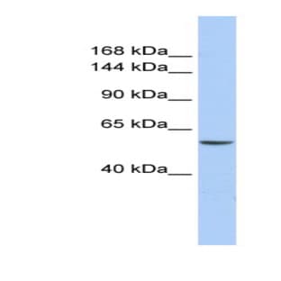 anti-Chromodomain Helicase DNA Binding Protein 2 (CHD2) (N-Term) antibody avatar