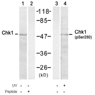 anti-Checkpoint Kinase 1 (CHEK1) (pSer280) antibody avatar