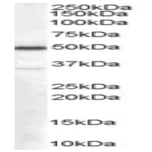 anti-Chromogranin A (CHGA) (Internal Region) antibody avatar