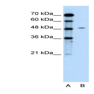 anti-Chromogranin A (CHGA) (C-Term) antibody avatar