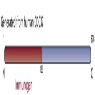 anti-Cell Division Cycle 37 Homolog (S. Cerevisiae) (CDC37) (AA 1-163) antibody avatar