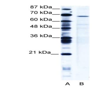 anti-PC4 and SFRS1 Interacting Protein 1 (PSIP1) (Middle Region) antibody avatar