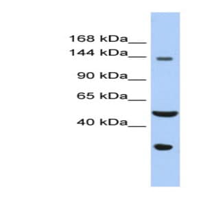 anti-WD Repeat and HMG-Box DNA Binding Protein 1 (WDHD1) (C-Term) antibody avatar