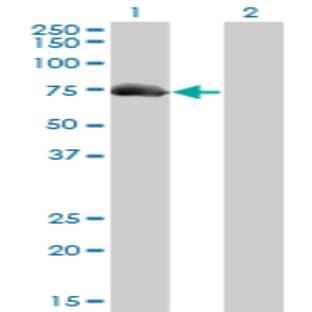 anti-A Kinase (PRKA) Anchor Protein 10 (AKAP10) (AA 1-101) antibody avatar