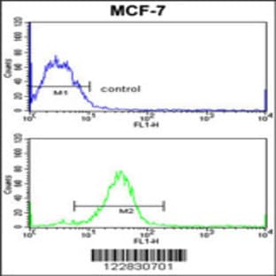 anti-Adenylate Cyclase 7 (Adcy7) (AA 510-539), (Center) antibody avatar