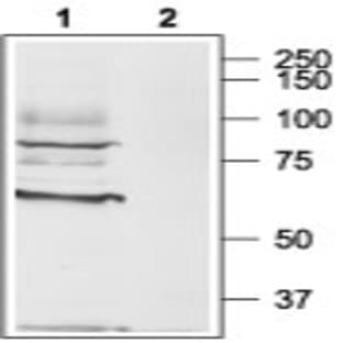anti-Cholinergic Receptor, Muscarinic 3 (CHRM3) (AA 461-479), (Intracellular) antibody avatar